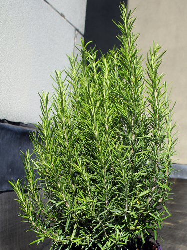רוזמרין 50 גרם / romarinus officinalis