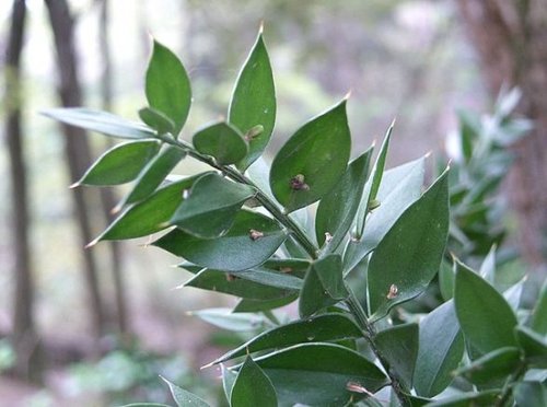 רוסקוס 50 גרם / Ruscus