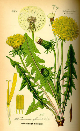 שינן עלים 50 גרם / Taraxacum officinalis leaf