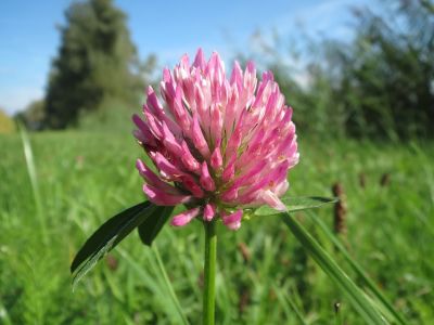 תלתן אדום 50 גרם / Trifolium leaf + flower 