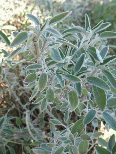 מרווה 50 גרם / Salvia 