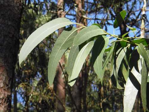 אקליפטוס 50 גרם / Eucalyptus
