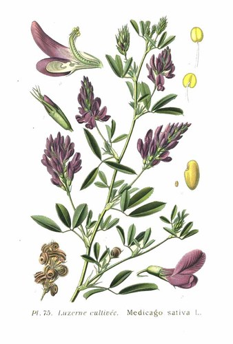 אלפלפא 50 גרם / Medicago sativa