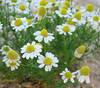בבונג פרח 50 גרם / Chamomille flowers 
