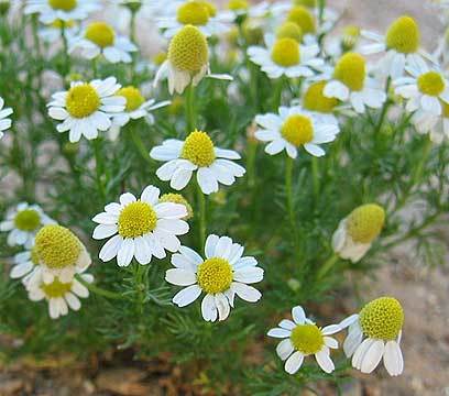 בבונג פרח 50 גרם / Chamomille flowers 