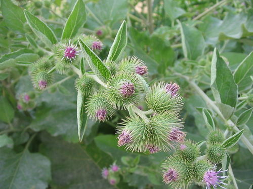 ברדן שורש 50 גרם / Arctium minus root 