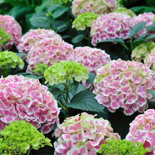 הידרנגאה  50 גרם / Hydrangea radix