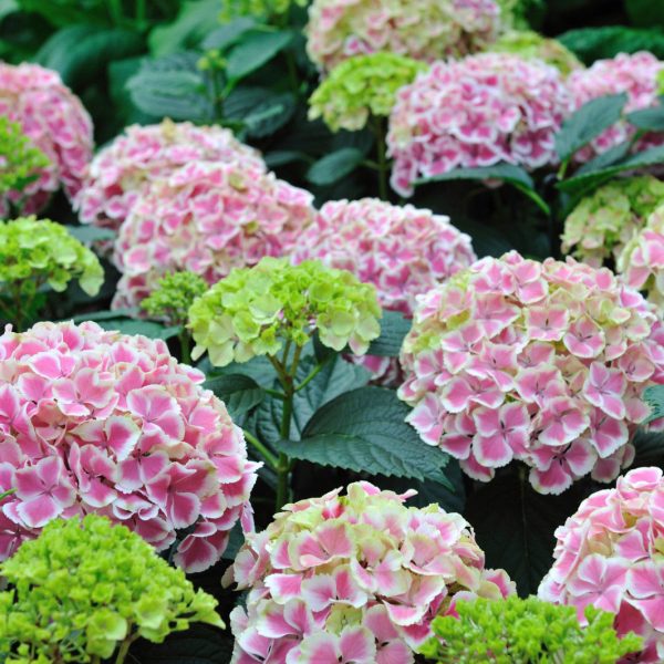 הידרנגאה  50 גרם / Hydrangea radix