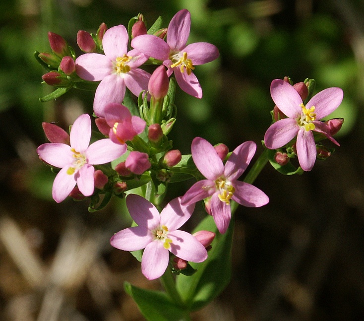 דרדר 50 גרם /  Centaurium erythraea