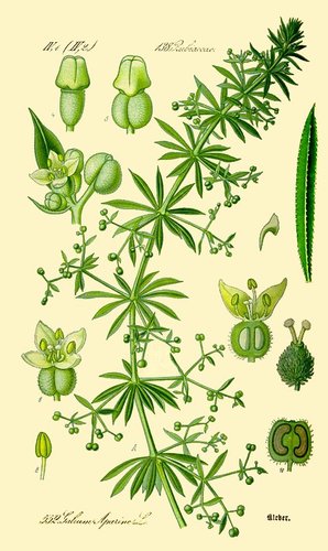 דבקה זיפנית 50 גרם / Galium aparine
