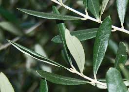 זית עלים 50 גרם / Olea Europaea folia
