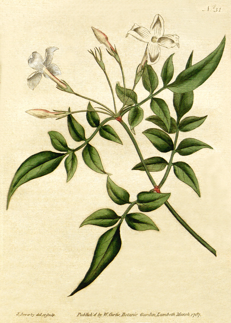 יסמין 50 גרם / Jasminum officinale / Jasmin