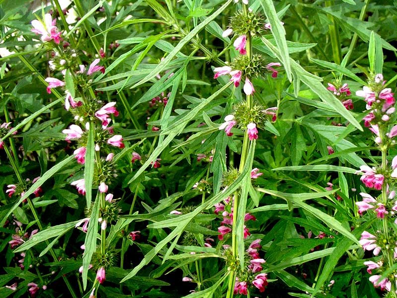 לאונארוס עלים 50 גרם / Leonurus heterophyllus / Motherwort
