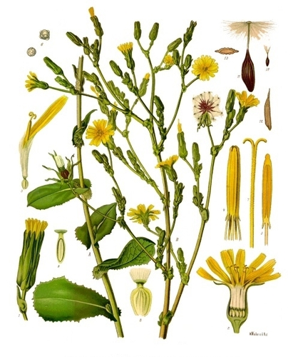לקטוקה 50 גרם / Lactuca verosa