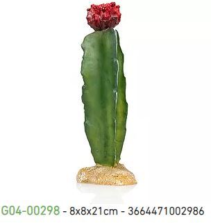קקטוס  G04-00298