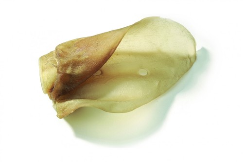 אוזן בקר טבעית