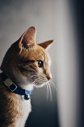 Photographed by Alex Nicolopoulos