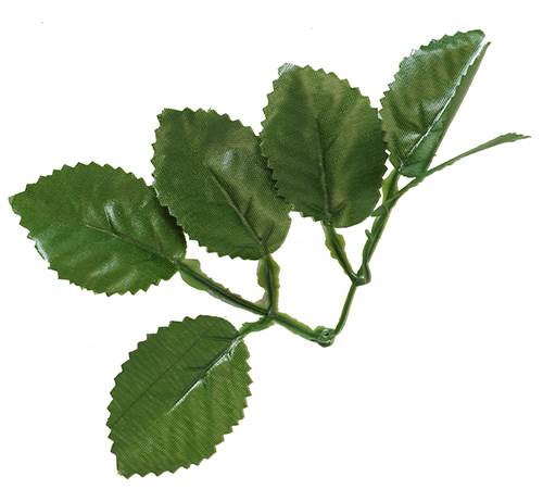 5 עלים ירוק כהה 10 יח' 