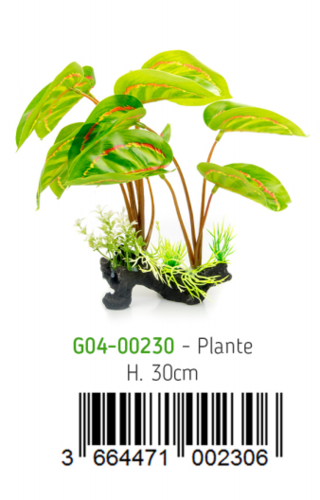  צמח עומד לטרריום מרנטה  CO4-00230