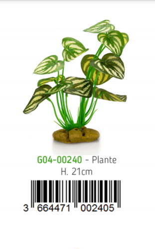  צמח עומד לטרריום  CO4-00240