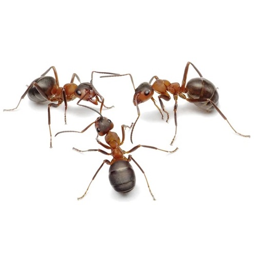 חוה שקופה לגידול וחקר נמלים - ANT World
