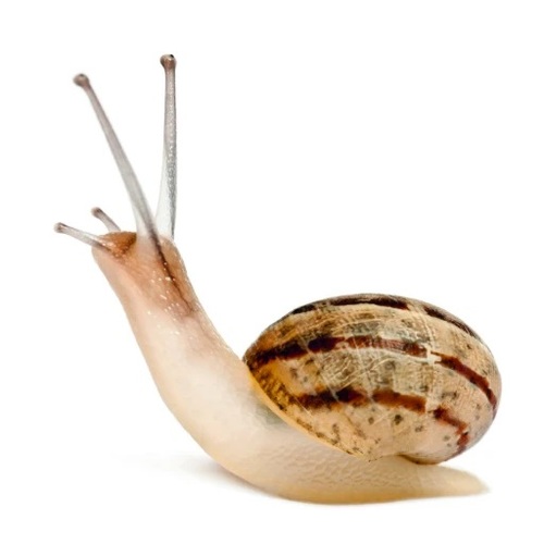 חוה שקופה לגידול וחקר חלזונות - Snail World