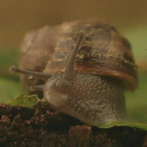 חוה שקופה לגידול וחקר חלזונות - Snail World