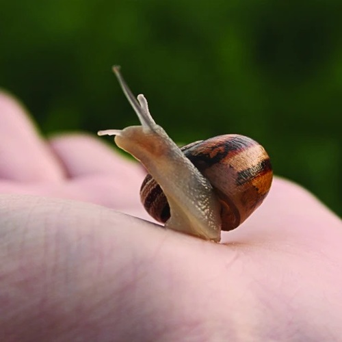 חוה שקופה לגידול וחקר חלזונות - Snail World