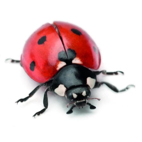 חוה שקופה לגידול וחקר חיפושיות - Ladybird World