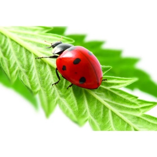 חוה שקופה לגידול וחקר חיפושיות - Ladybird World