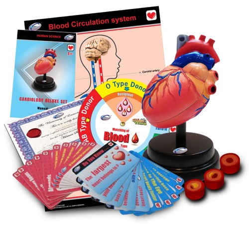 ילדים חוקרים ולומדים - הלב וקרדיולוגיה כולל דגם של לב, כרטיסי למידה ועוד שלל אביזרי לימוד