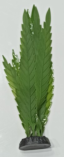 צמח זוהר אצה משוננת ירוק לאקווריום