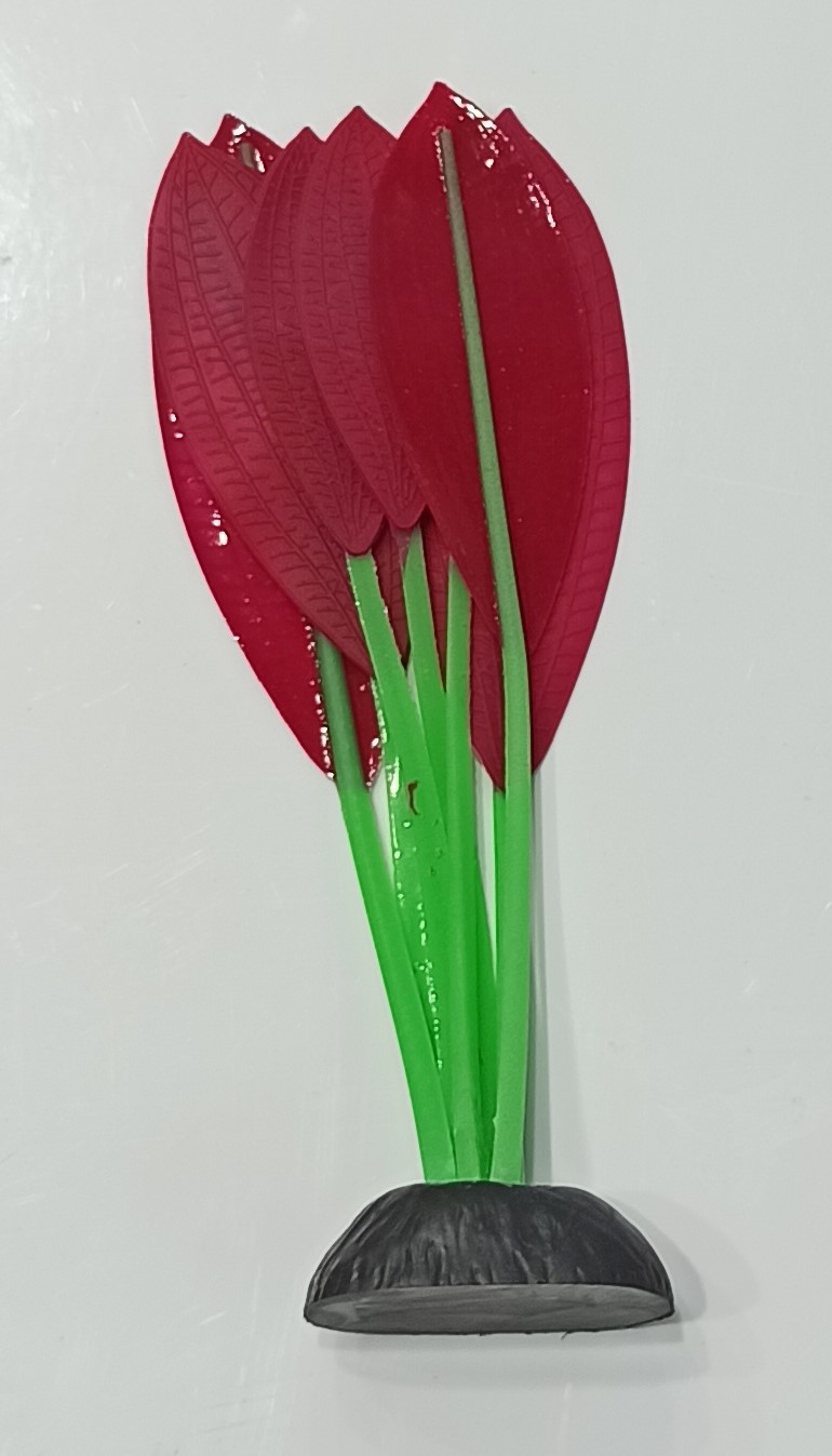צמח זוהר אכינודורס M ירוק ואדום לאקווריום