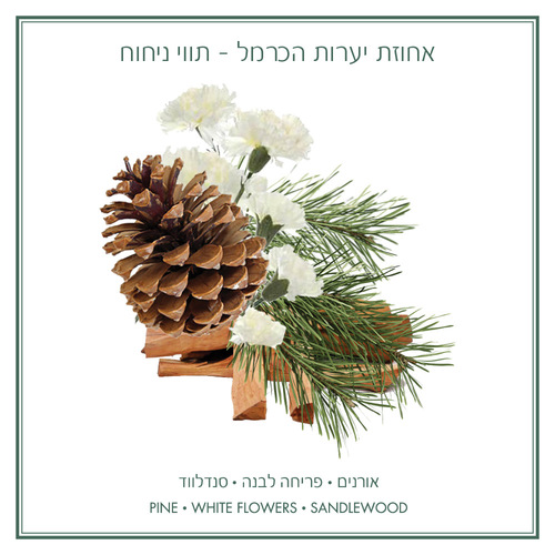 יערות הכרמל - מארז מבער + שמן מבער 10 מ