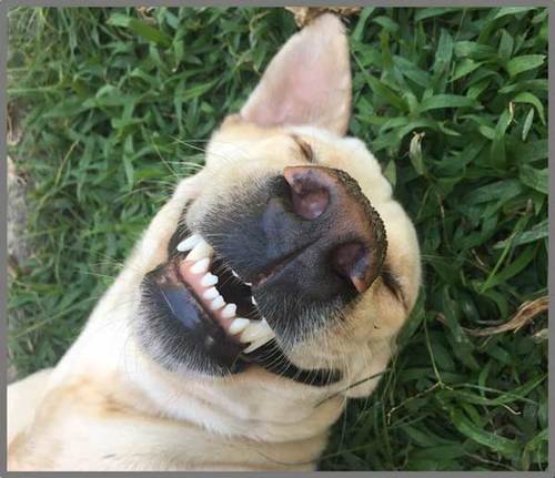 ערכת פנס מקרן 24 תמונות - חיות מצחיקות