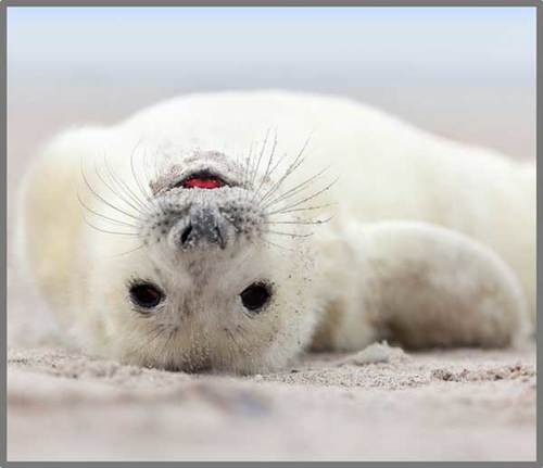 ערכת פנס מקרן 24 תמונות - חיות מצחיקות