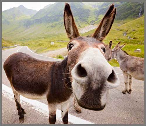 ערכת פנס מקרן 24 תמונות - חיות מצחיקות