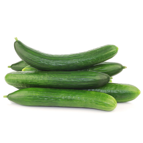 מלפפון חממה
