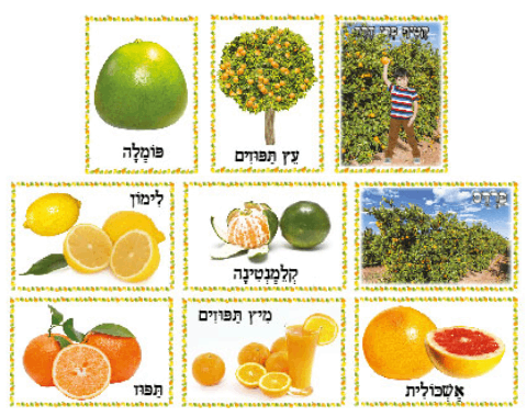 ערכת תמונות בנושא פרי הדר
