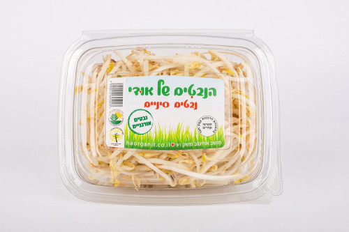 נבטים סיניים של אודי