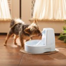 מזרקת מים petsafe לחתולים