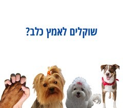  - שוקלים לאמץ כלב או גור כלבים? - 1