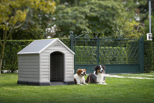 מלונה DOG HOUSE כתר