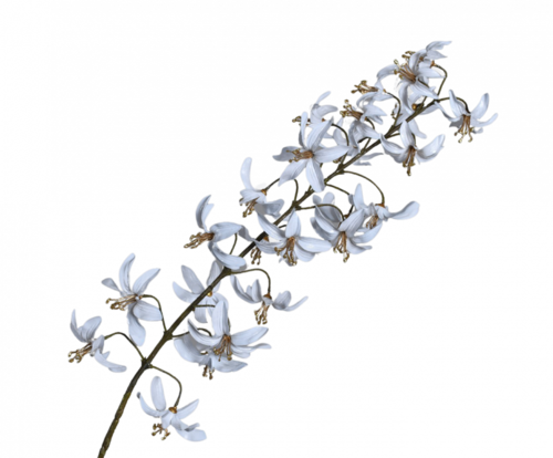 ענף ליליות לבן וזהב LILY ACRYL WHITE