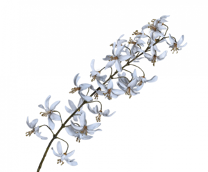 ענף ליליות לבן וזהב LILY ACRYL WHITE