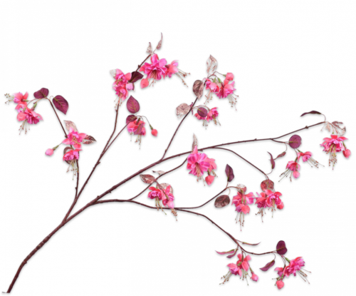 ענף פריחה פוקסיה FUCHSIA SPRAY BEAUTY