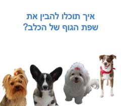 איך תוכלו להבין את שפת הגוף של הכלב?