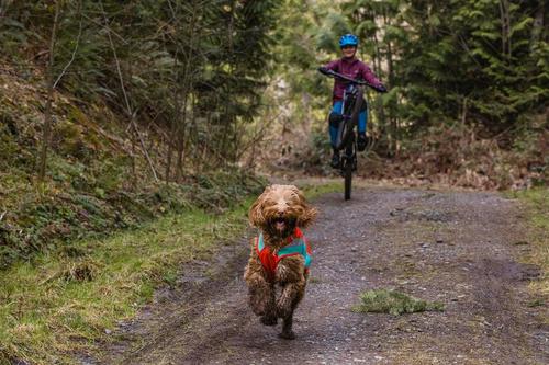 LUMENGLOW™ HIGH-VIS DOG JACKET