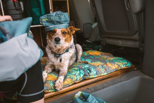 BASECAMP™ DOG BED