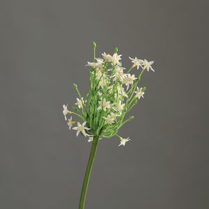 פרח אליום קרם 70 ס"מ Allium